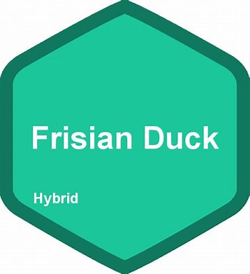 frisianducks.com